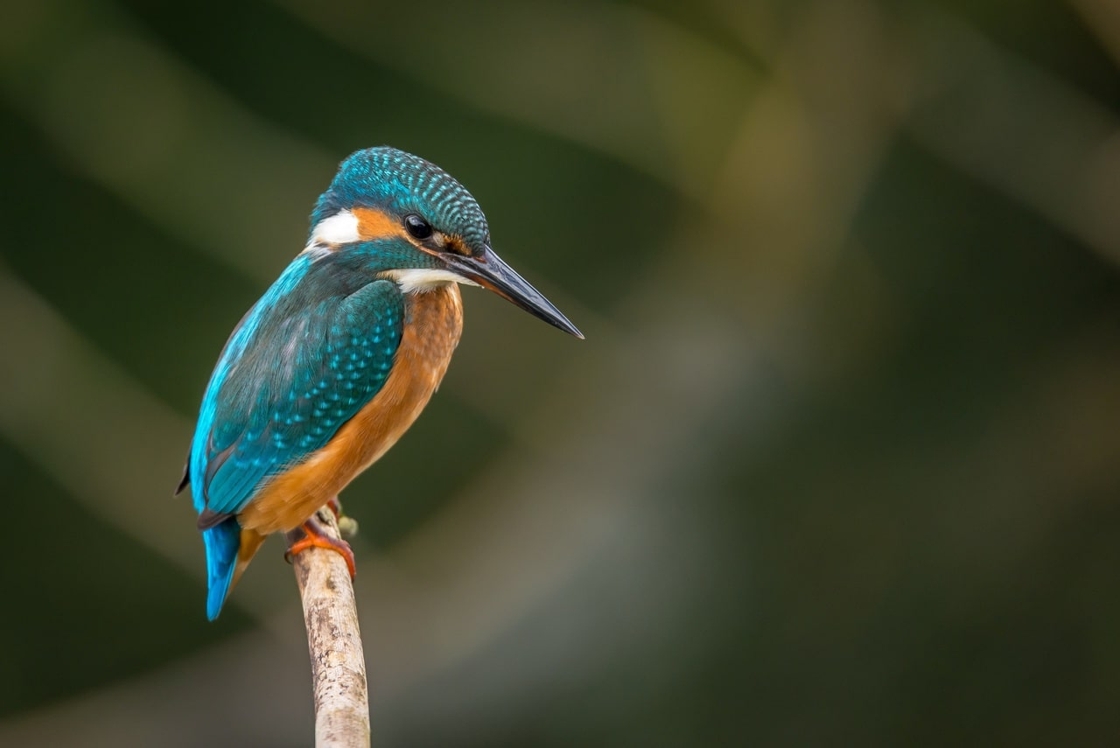 Responsabilidade Ambiental